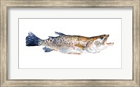 Freckled Trout II Fine Art Print