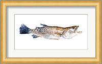 Freckled Trout II Fine Art Print