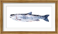 Freckled Trout III Fine Art Print