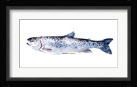 Freckled Trout III Framed Print