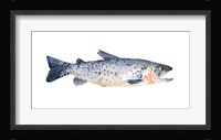 Freckled Trout IV Framed Print