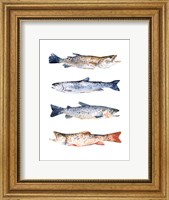Stacked Trout I Fine Art Print