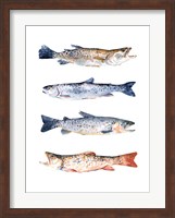 Stacked Trout I Fine Art Print
