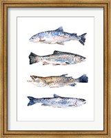 Stacked Trout II Fine Art Print