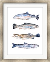 Stacked Trout II Fine Art Print