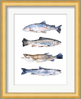 Stacked Trout II Fine Art Print