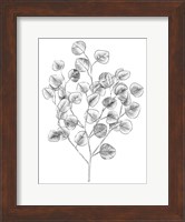 Eucalyptus Sketch I Fine Art Print