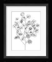 Eucalyptus Sketch I Framed Print