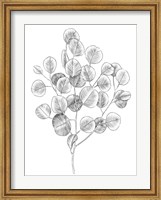 Eucalyptus Sketch II Fine Art Print