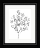 Eucalyptus Sketch II Framed Print