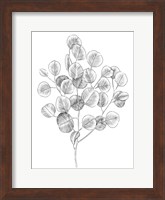 Eucalyptus Sketch II Fine Art Print