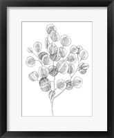 Eucalyptus Sketch II Framed Print