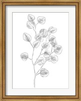 Eucalyptus Sketch III Fine Art Print