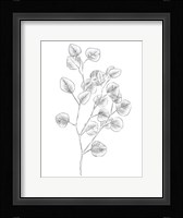 Eucalyptus Sketch III Framed Print