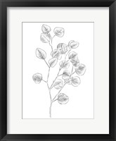 Eucalyptus Sketch III Fine Art Print