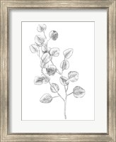 Eucalyptus Sketch IV Fine Art Print