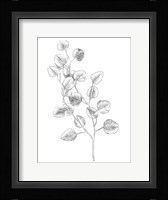 Eucalyptus Sketch IV Framed Print