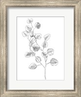 Eucalyptus Sketch IV Fine Art Print