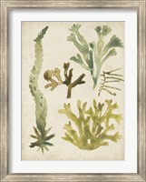 Vintage Sea Fronds I Fine Art Print