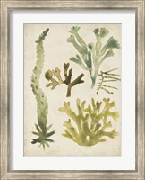 Vintage Sea Fronds I Fine Art Print