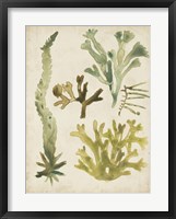 Vintage Sea Fronds I Framed Print