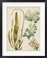 Vintage Sea Fronds III Fine Art Print