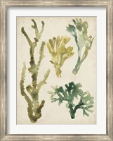 Vintage Sea Fronds V Fine Art Print