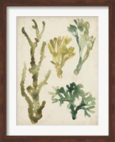 Vintage Sea Fronds V Fine Art Print