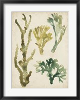 Vintage Sea Fronds V Framed Print