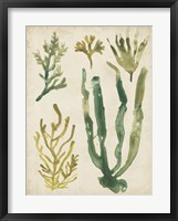 Vintage Sea Fronds VI Framed Print