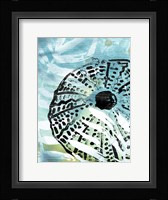 Echinoidia I Framed Print