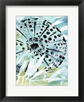 Echinoidia II Framed Print