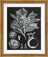 Citrus Botanical Study I Fine Art Print