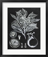 Citrus Botanical Study I Framed Print