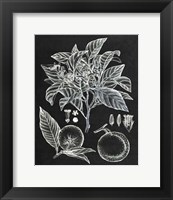 Citrus Botanical Study II Fine Art Print