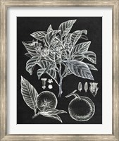 Citrus Botanical Study II Fine Art Print