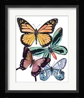 Butterfly Swatches I Framed Print