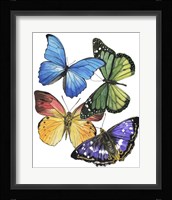 Butterfly Swatches II Framed Print