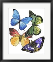 Butterfly Swatches II Framed Print