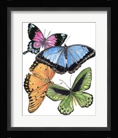 Butterfly Swatches III Framed Print
