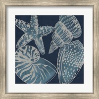 Marine Shells I Fine Art Print