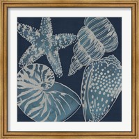 Marine Shells I Fine Art Print