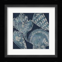Marine Shells II Framed Print
