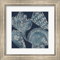 Marine Shells II Fine Art Print
