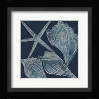 Marine Shells III Framed Print