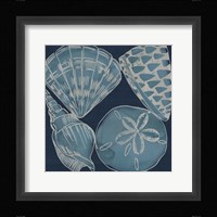 Marine Shells IV Framed Print