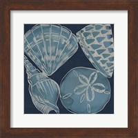 Marine Shells IV Fine Art Print