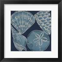 Marine Shells IV Fine Art Print