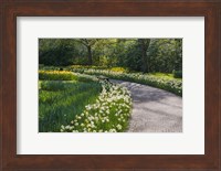 Sunlit Path In Daffodil Garden Fine Art Print