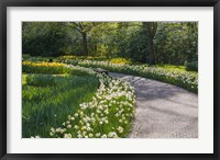 Sunlit Path In Daffodil Garden Fine Art Print
